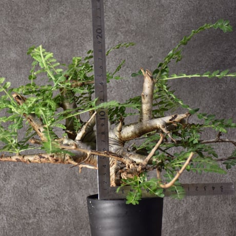 Boswellia neglecta　ボスウェリア ネグレクタ　発根済現地株　#6