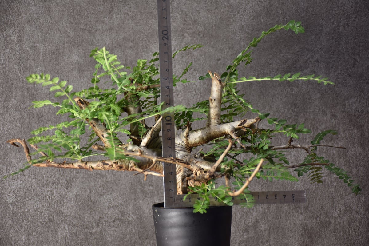 Boswellia neglecta ボスウェリア ネグレクタ 発根済現地株 #6