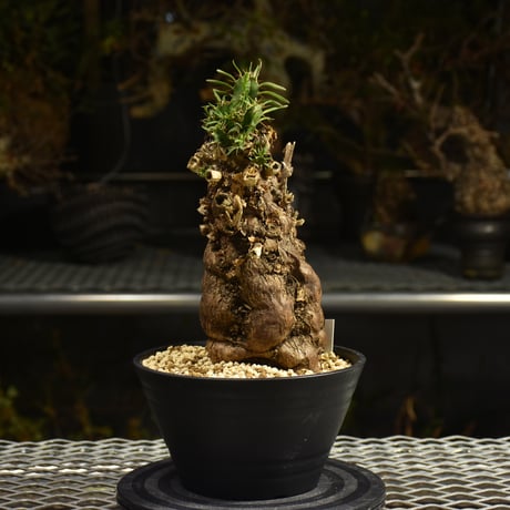 Euphorbia mlanjeana　ユーフォルビア ムランジーナ 発根済現地株 I48