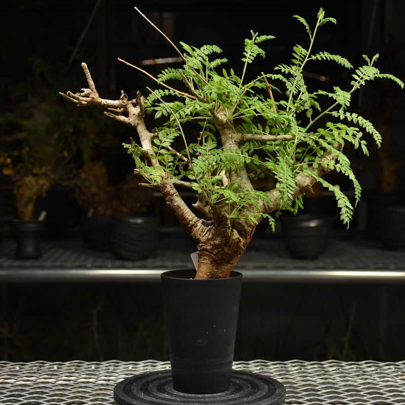 ボスウェリア ネグレクタ 現地株 低重心 /検索 灌木neglecta ボスウェリア ネグレクタ 現地株 低重心 /検索 灌木neglecta