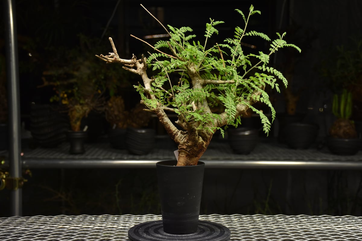 Boswellia neglecta ボスウェリア ネグレクタ 発根済現地株 H11