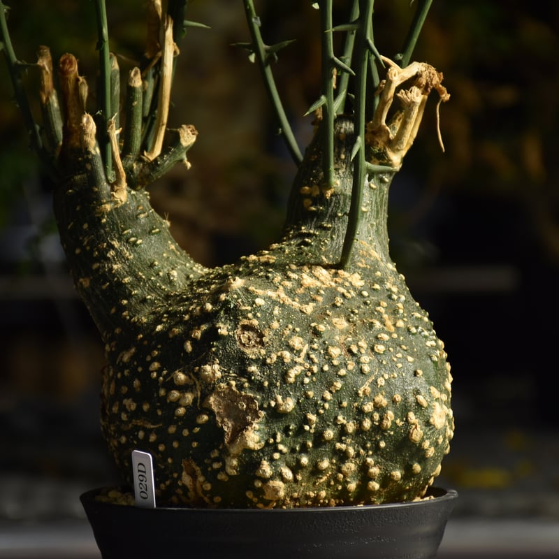 Adenia grobosa アデニア グロボーサ 発根済現地株 D28 | BONDEX