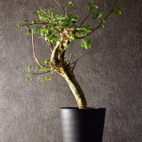 Commiphora campestris var. campestris コミフォラ カンペストリス 発根済現地株 #1