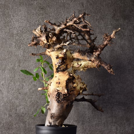 Commiphora kataf var.turkanensis コミフォラ カタフ ターカネンシス 発根済現地株 2