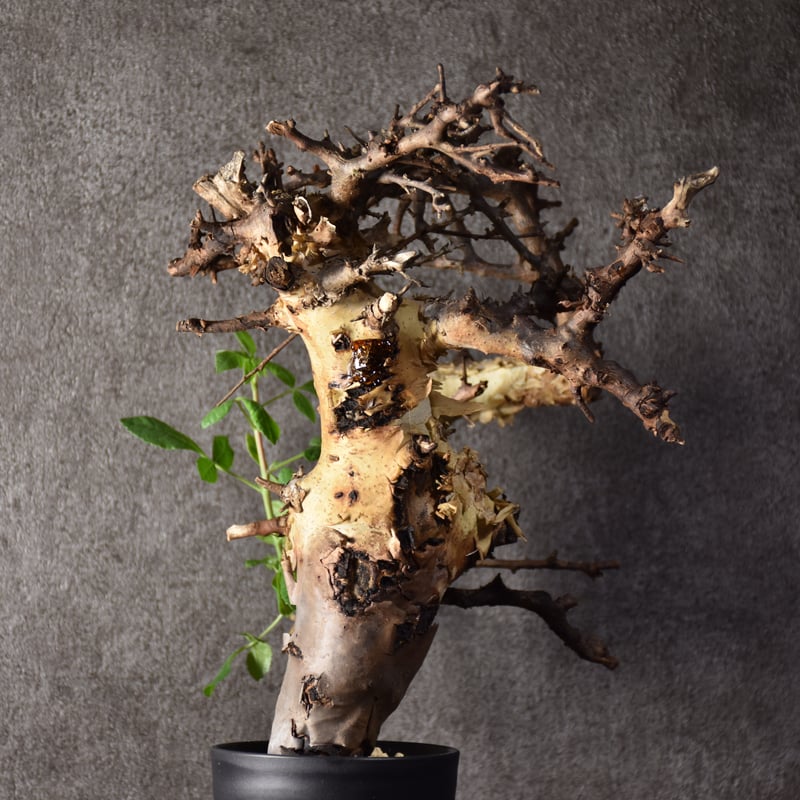 Commiphora kataf var.turkanensis コミフォラ カタフ ターカネ