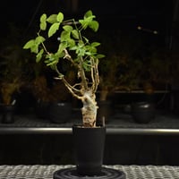 Commiphora holtziana コミフォラ ホルトジアナ 発根済現地株 H30
