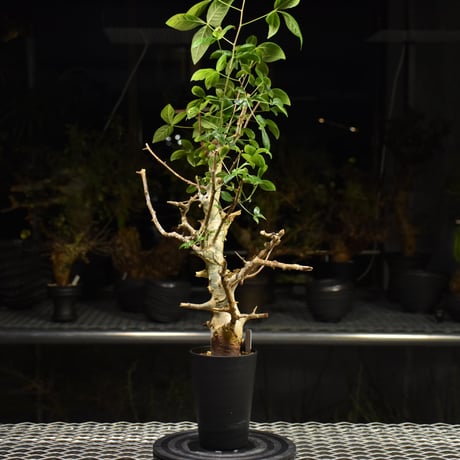 Commiphora holtziana コミフォラ ホルトジアナ 発根済現地株 H24