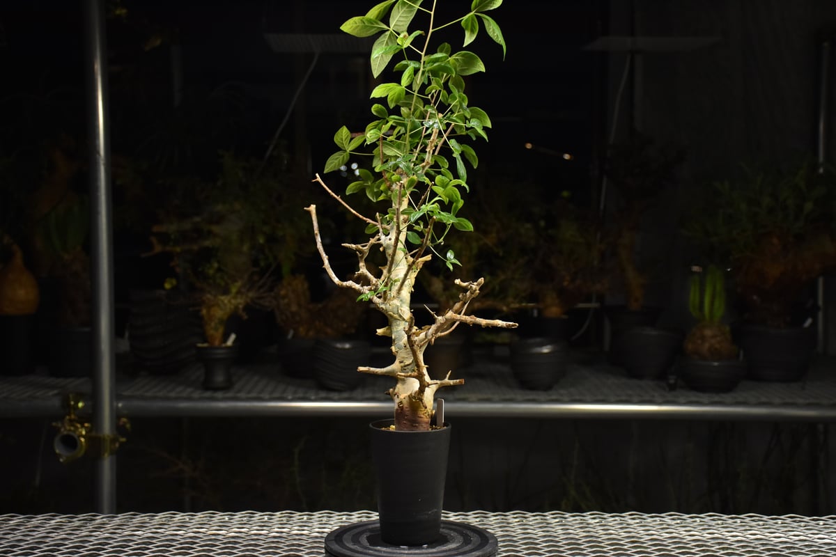 Commiphora holtziana コミフォラ ホルトジアナ 発根済現地株 H24 |