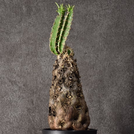 Euphorbia mlanjeana　ユーフォルビア ムランジーナ 発根済現地株 #7
