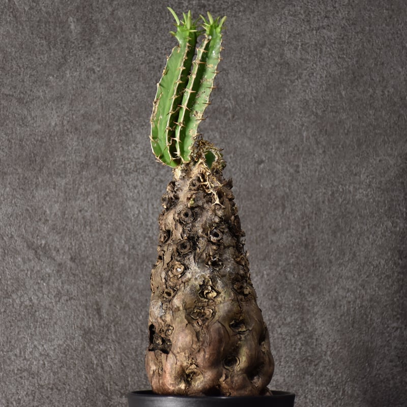 Euphorbia mlanjeana ユーフォルビア ムランジーナ 発根済現地株 #7 |