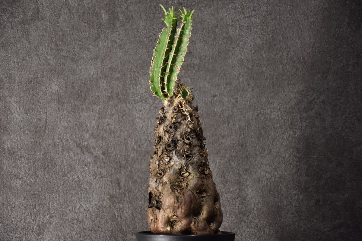 Euphorbia mlanjeana ユーフォルビア ムランジーナ 発根済現地株