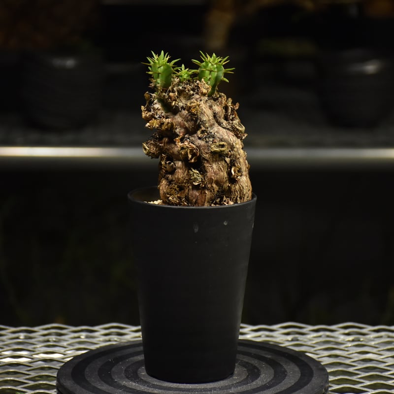 Euphorbia mlanjeana ユーフォルビア ムランジーナ 発根済現地株 I34 |