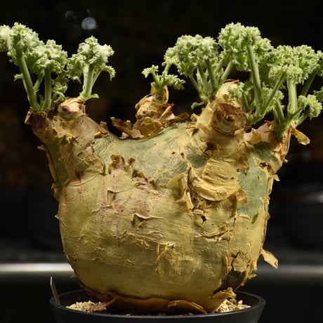 Cyphostemma uter var. macropus　キフォステンマ ウター マクロプス 発根済現地株 H2
