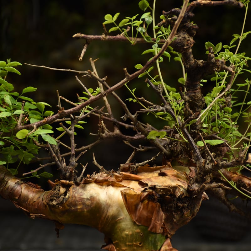 Commiphora Boranensis コミフォラ ボラネンシス 発根済現地株 F19 |