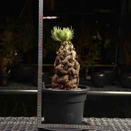 Euphorbia mlanjeana　ユーフォルビア ムランジーナ 発根済現地株 H1
