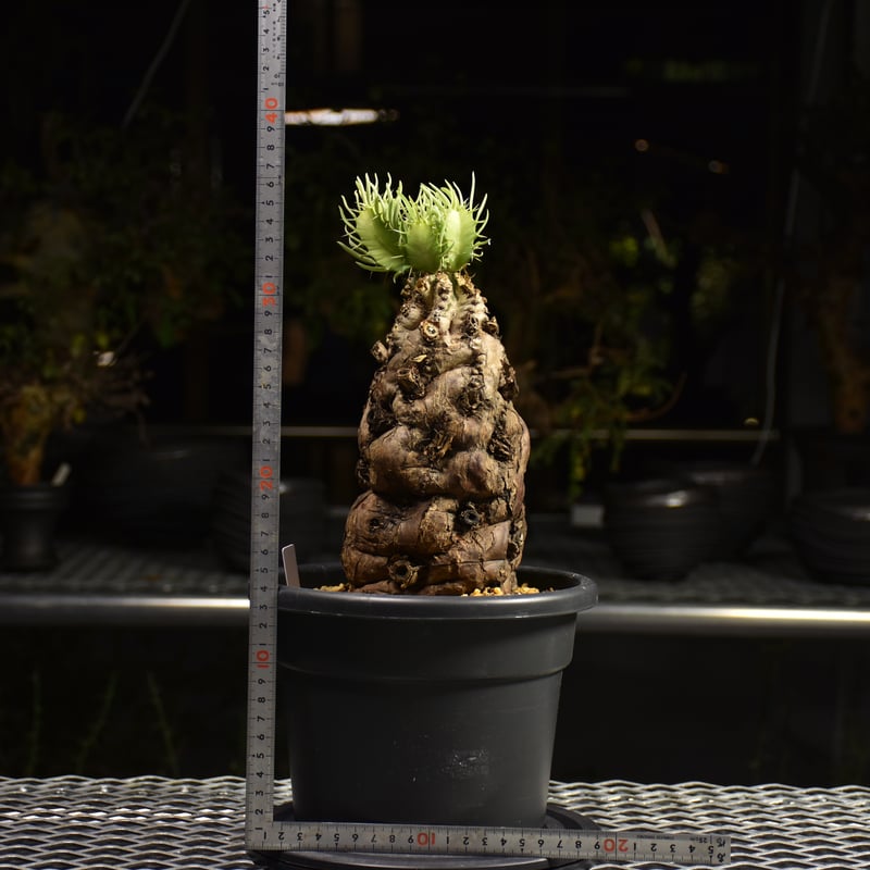 Euphorbia mlanjeana ユーフォルビア ムランジーナ 発根済現地株