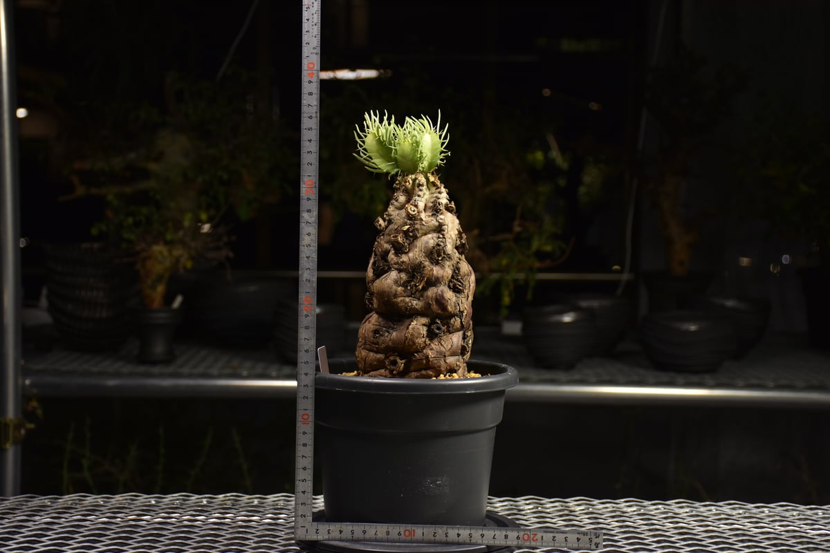 ユーフォルビア　ムランジーナ　現地球　Euphorbia mlanjeana Euphorbia mlanjeana ball type #botany_wakayama #euphorbia