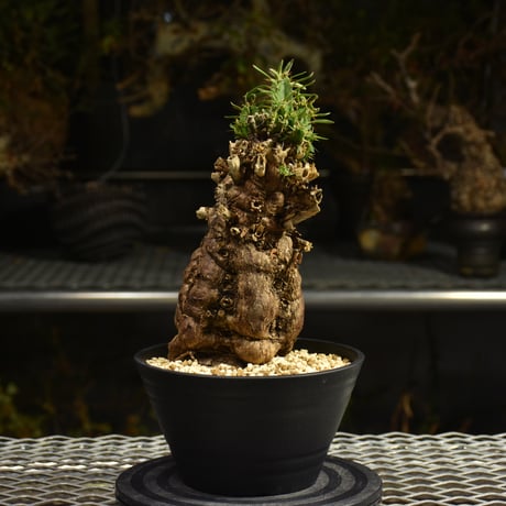 Euphorbia mlanjeana　ユーフォルビア ムランジーナ 発根済現地株 I48