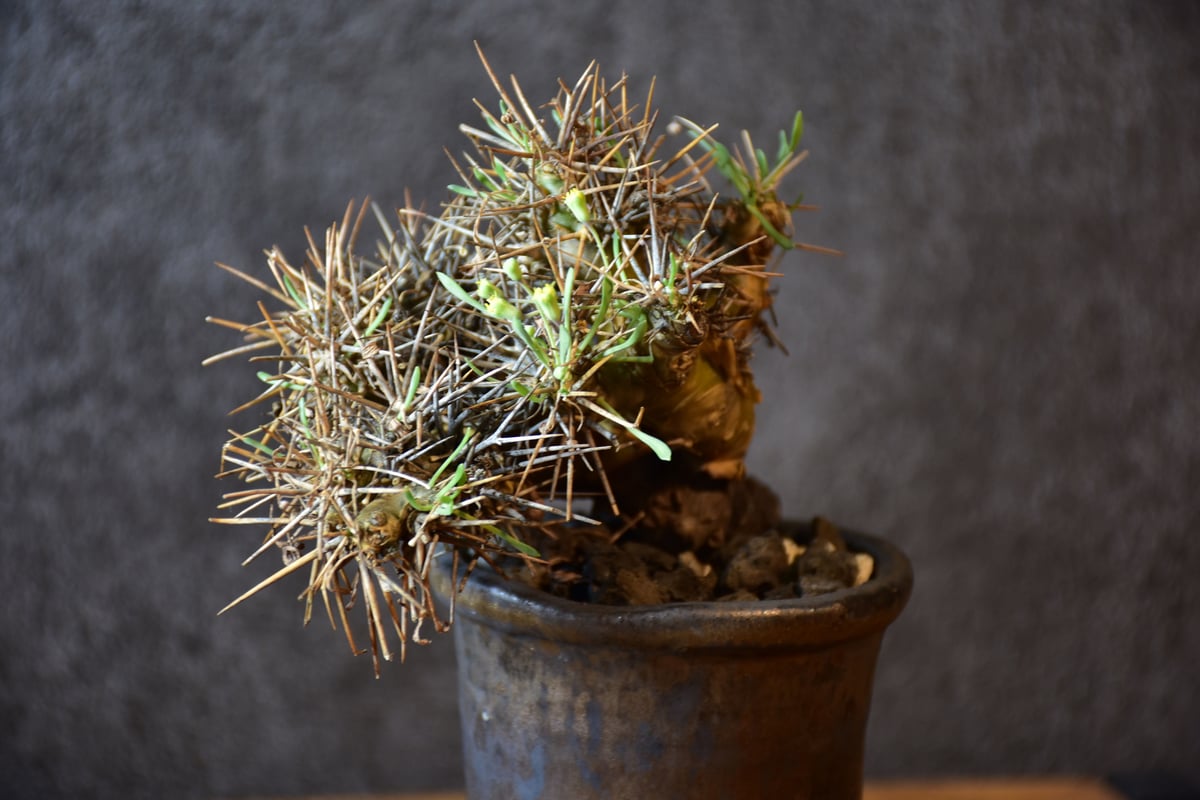 Othonna euphorbioides オトンナ ユーフォルビオイデス 発根済現地株 #1