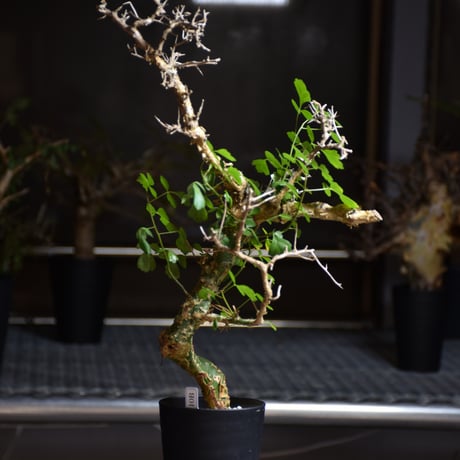 Commiphora campestris var. campestris コミフォラ カンペストリス 発根済現地株 B3