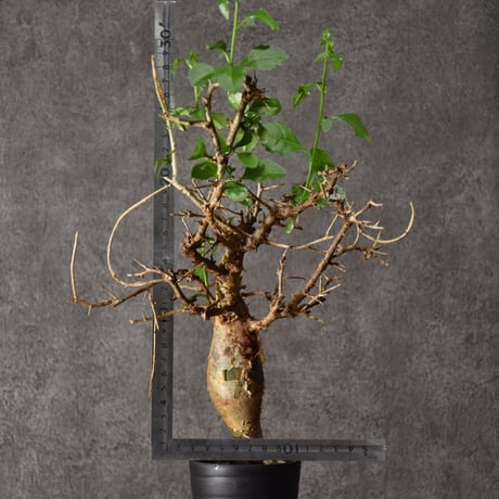 Commiphora habessinica コミフォラ ハベシニカ 発根済現地株 #4