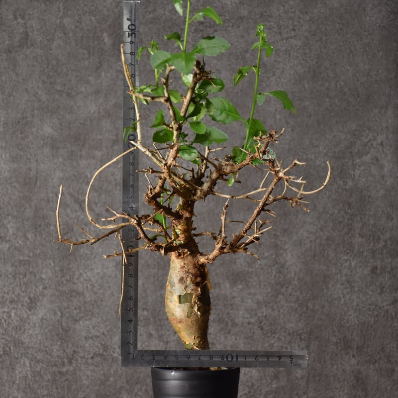 Commiphora habessinica コミフォラ ハベシニカ 発根済現地株 #4 |