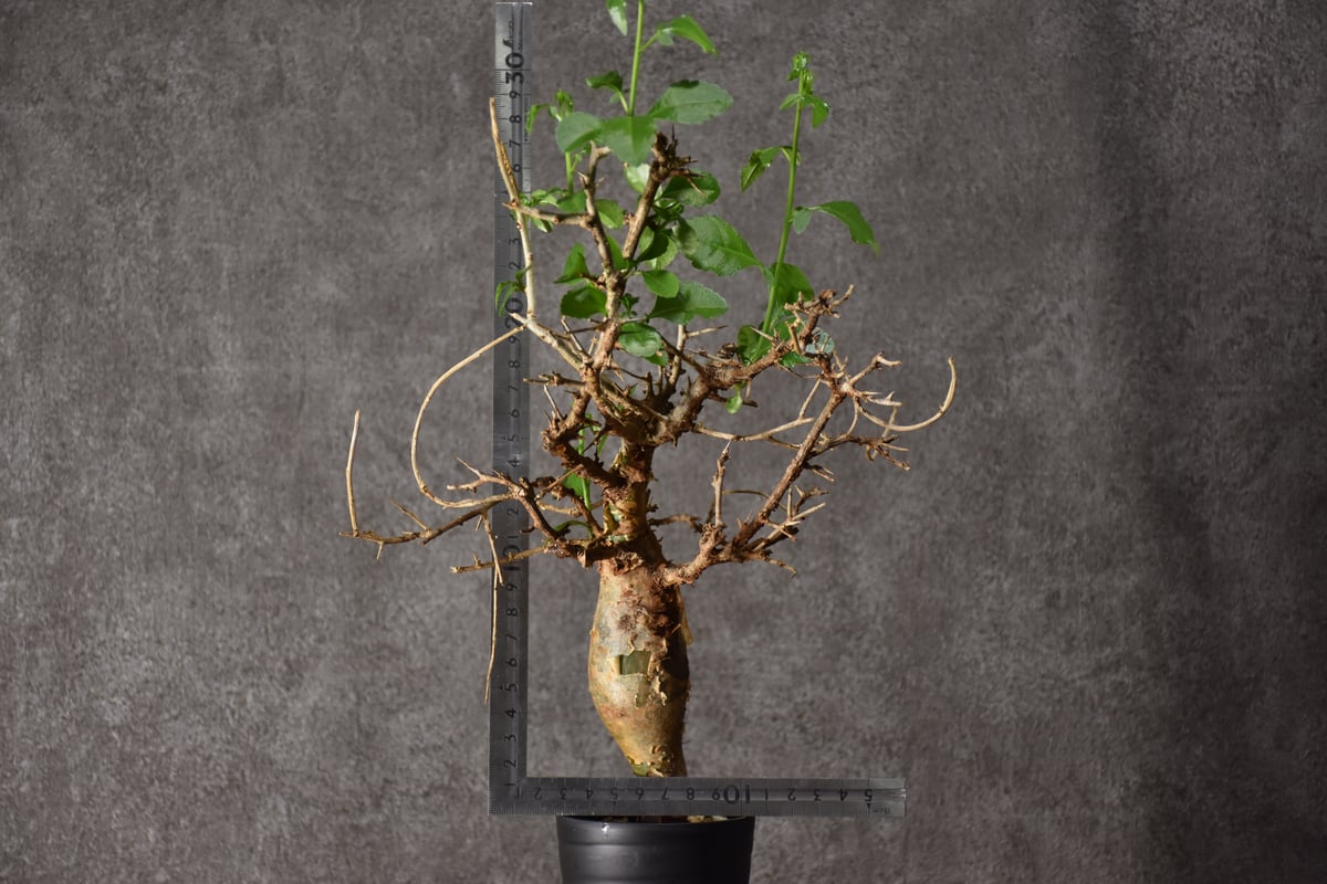 Commiphora habessinica コミフォラ ハベシニカ 発根済現地株 #4 |