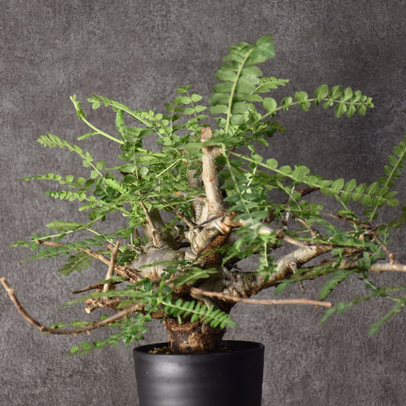 Boswellia neglecta ボスウェリア ネグレクタ 発根済現地株 #6 Boswellia neglecta ボスウェリア ネグレクタ 発根済現地株 #6