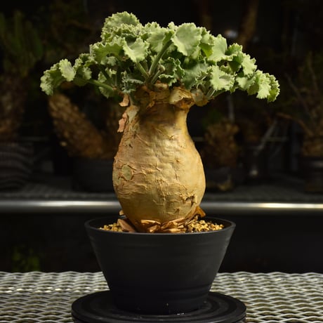 Cyphostemma uter var. macropus　キフォステンマ ウター マクロプス 発根済現地株 I55