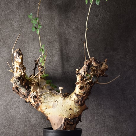 Commiphora kataf var.turkanensis コミフォラ カタフ ターカネンシス 発根済現地株 1