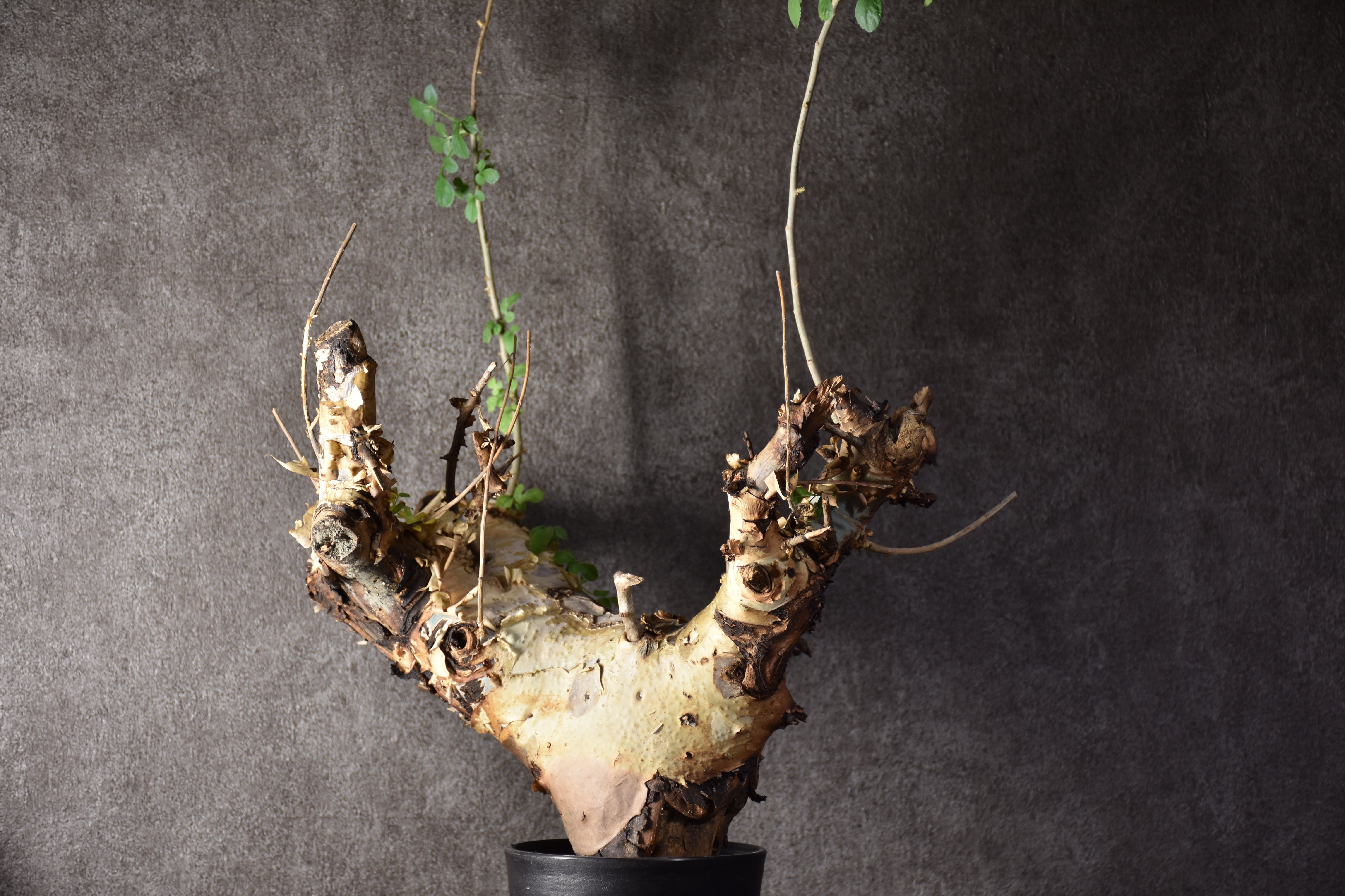 Commiphora kataf var.turkanensis コミフォラ カタフ ターカネンシス