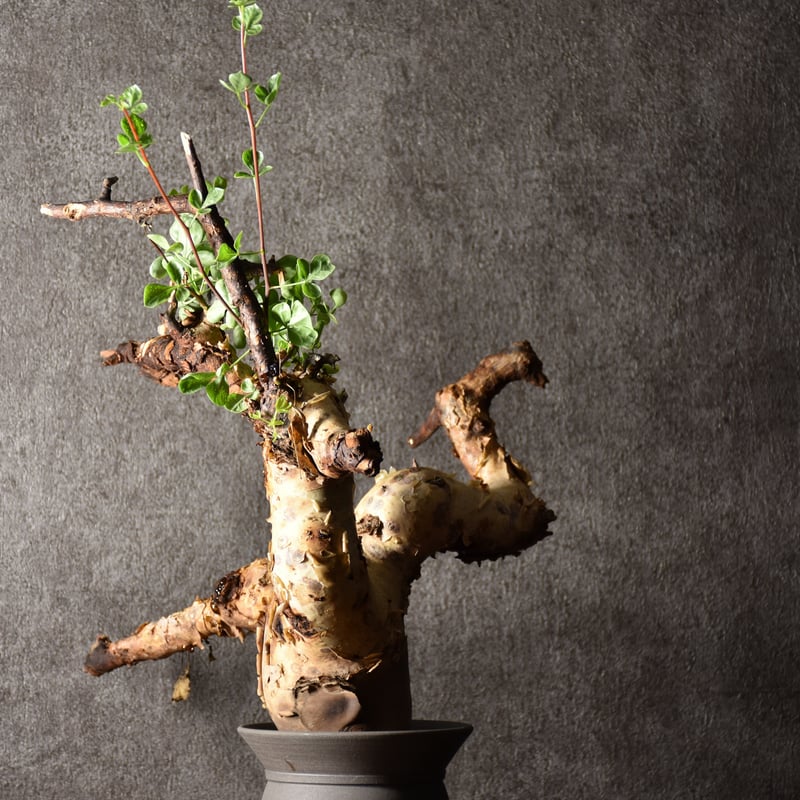 Commiphora kataf pure コミフォラ ピュアカタフ 発根済現地株 1