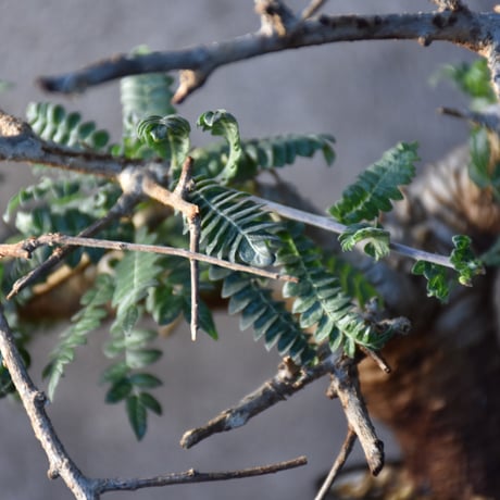 Boswellia neglecta　ボスウェリア ネグレクタ　発根済現地株　#3