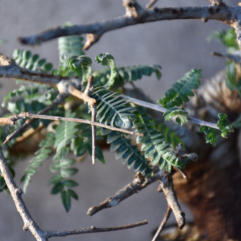 ボスウェリア ネグレクタ 現地株 低重心 /検索 灌木neglecta ボスウェリア ネグレクタ 現地株 低重心 /検索 灌木neglecta