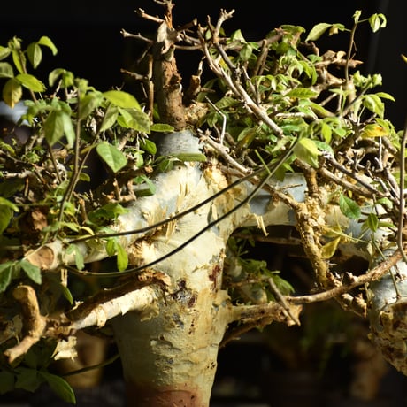 Commiphora holtziana コミフォラ ホルトジアナ 発根済現地株 B4