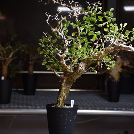 Commiphora campestris var. campestris コミフォラ カンペストリス 発根済現地株 B4