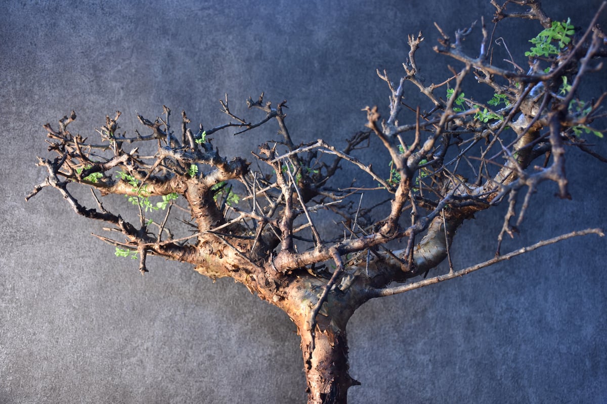 Commiphora pinnate leaves コミフォラ ピンネイトリーブス 発根済現地