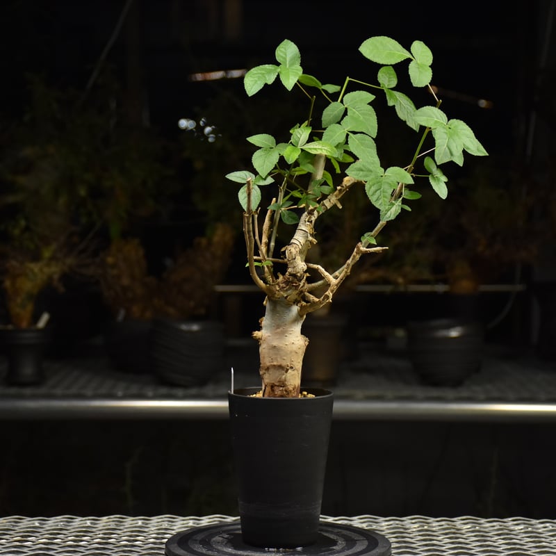 コミフォラ ホルトジアナ 発根済み Commiphora holtziana コミフォラ