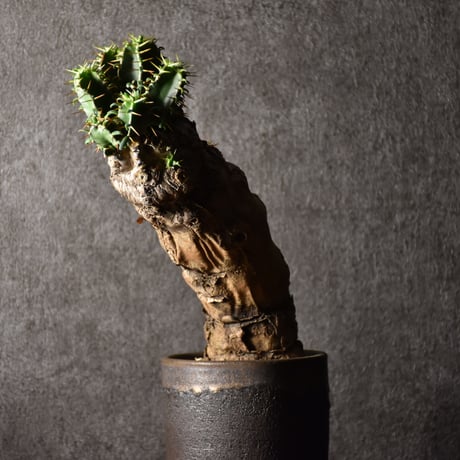 Euphorbia mlanjeana　ユーフォルビア ムランジーナ 発根済現地株 #1