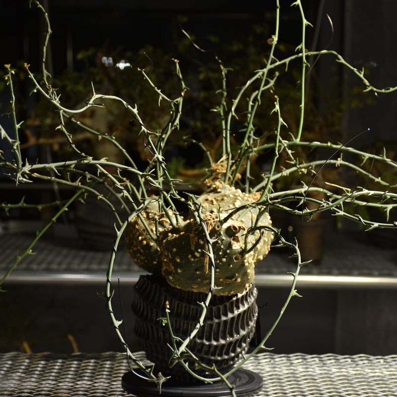 アデニアグロボーサ 発根済み 鉢付き g*D様 アデニアグロボーサ 発根