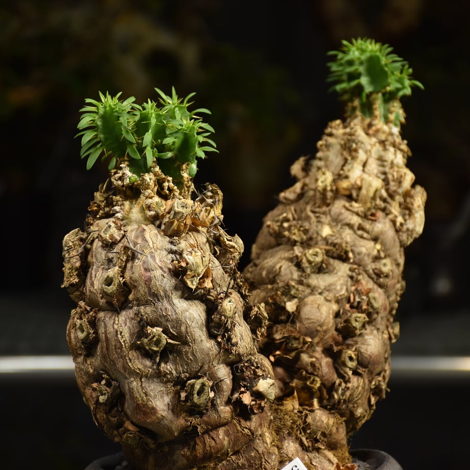 6a018c807e9540e14bd1f8b3
