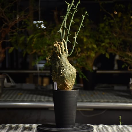 Adenia grobosa アデニア グロボーサ 発根済現地株 D22