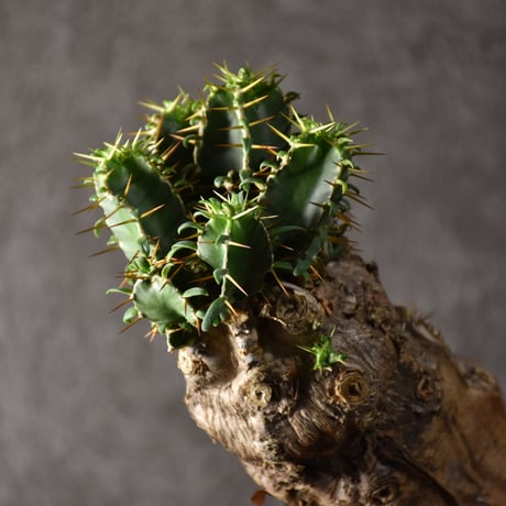 Euphorbia mlanjeana　ユーフォルビア ムランジーナ 発根済現地株 #1