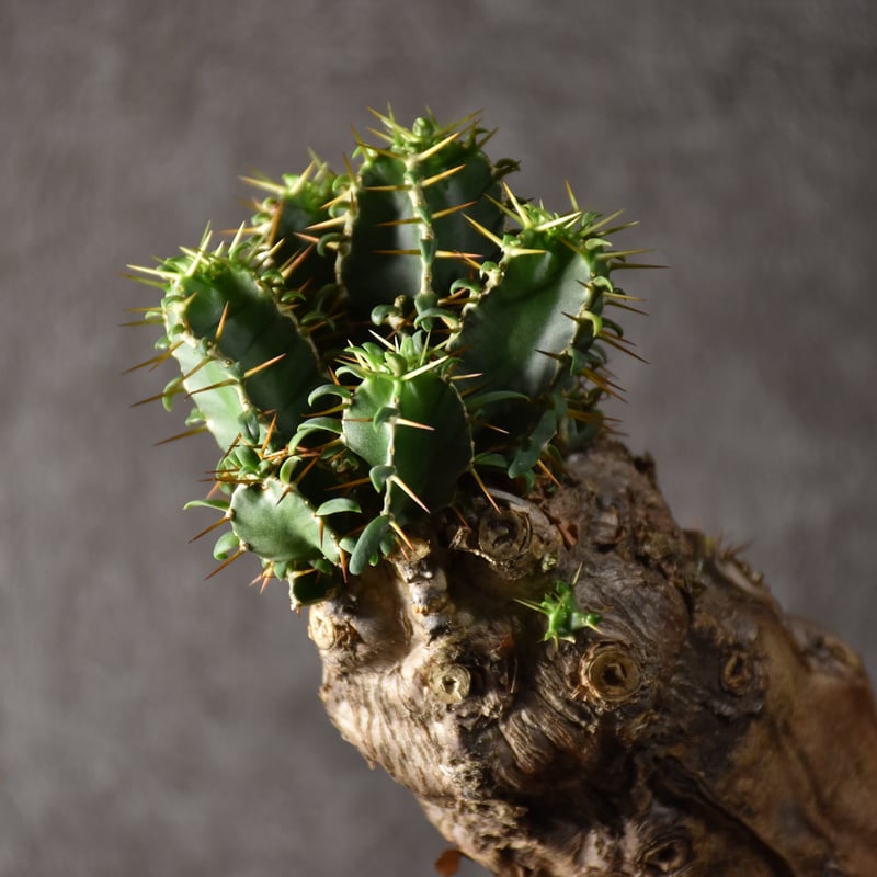 Euphorbia mlanjeana ユーフォルビア ムランジーナ 発根済現地株
