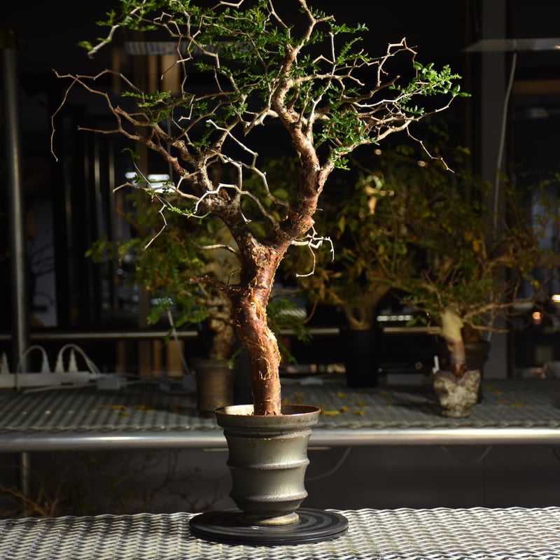 Commiphora monstruosa コミフォラ モンストローサ 発根済現地株