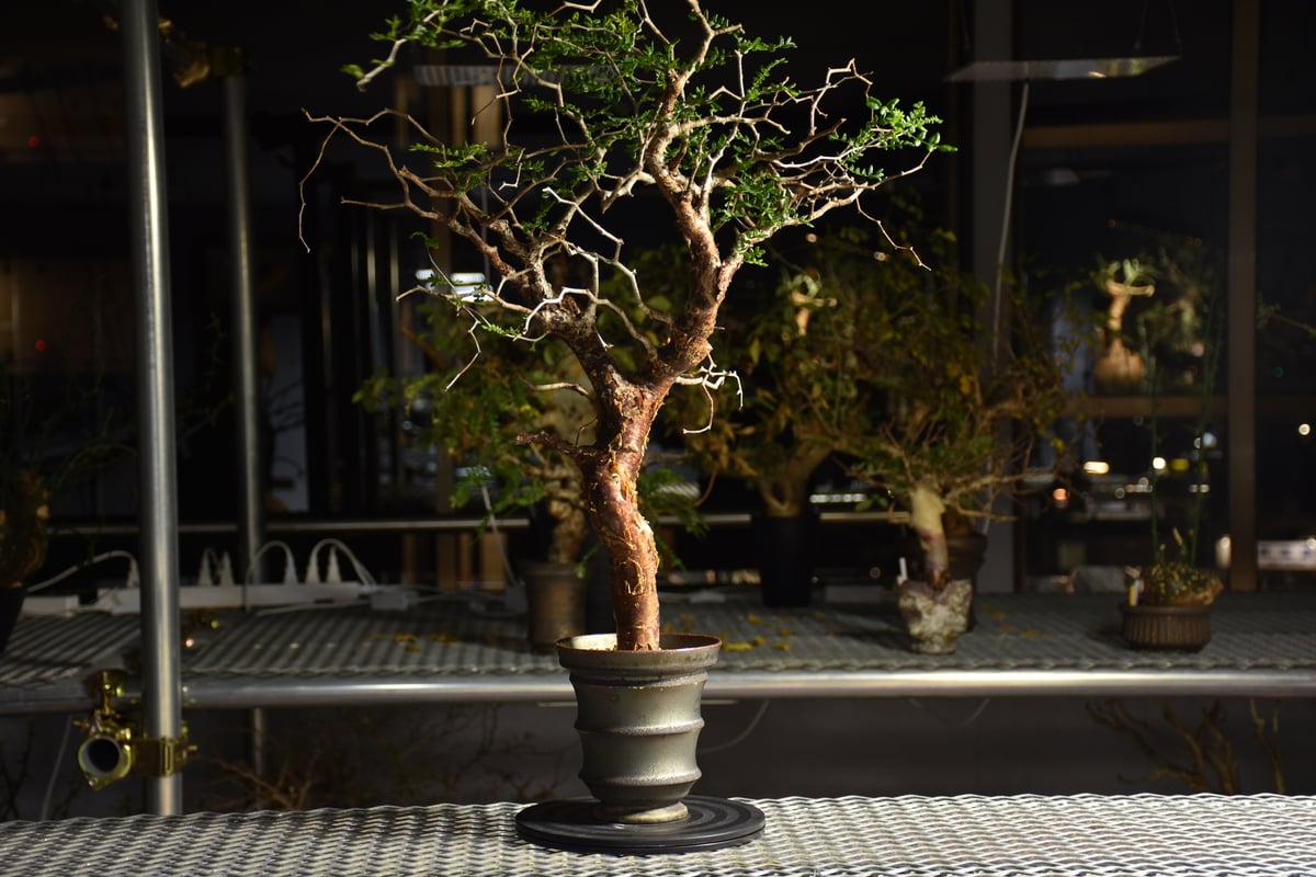 Commiphora monstruosa コミフォラ モンストローサ 発根済現地株
