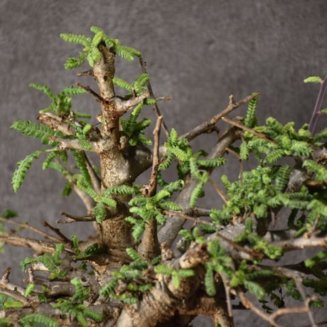 Boswellia neglecta ボスウェリア ネグレクタ 発根済現地株 #10