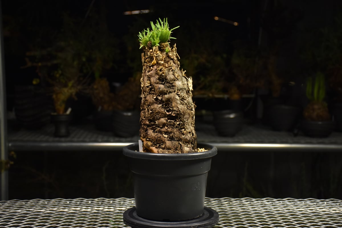 Euphorbia mlanjeana ユーフォルビア ムランジーナ 発根済現地株 I42 |