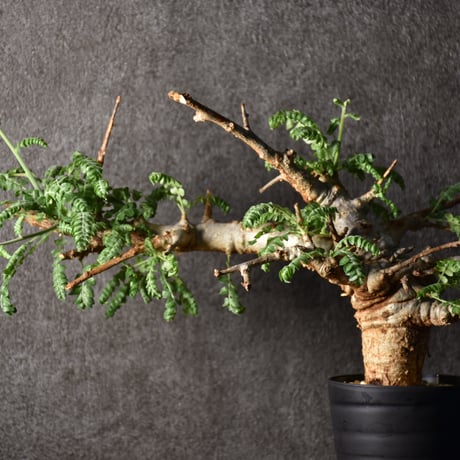 Boswellia neglecta　ボスウェリア ネグレクタ　発根済現地株　#1