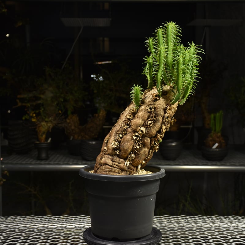 【発根済み】ユーフォルビア・ムランジーナ ようやく、 3株目にして ようやく発根させられたムランジーナ